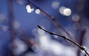shallow photography on black wet tree branch during daytime